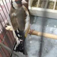 سهره ماده نشوندارکهنه طلا