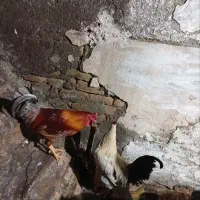 دوخروس محلی