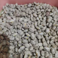 لوبیا چیتی ارتشی کیلویی 2200