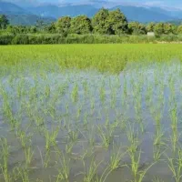 فروش زمین کشاورزی شالیزار
