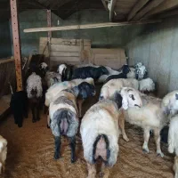 میش چاق