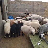 بره وگوسفندزنده بومی با قصاب رایگان|حیوانات مزرعه|یزد, |دیوار