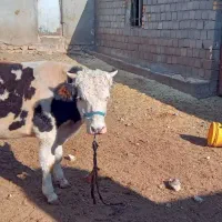 فروش دوعدد گوساله نعره