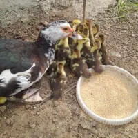 اردک خارجی تعداد ۲۱عدد بدون مادر فروخته میشود|حیوانات مزرعه|قائمشهر, |دیوار