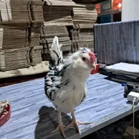 نیمچه گلین   ریشو چهل تاج|حیوانات مزرعه|اردبیل, |دیوار