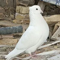 کبوتر میل وبازی پیچ تاب