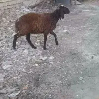 بره ماده شال