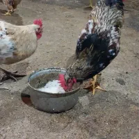 خروس محلی مناسب برای قربانی|حیوانات مزرعه|سلمان‌شهر, |دیوار