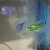 کالر وگوپی|ماهی|کیاشهر, |دیوار