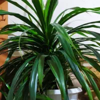 گل وگیاه|گل و گیاه طبیعی|ماهان, |دیوار