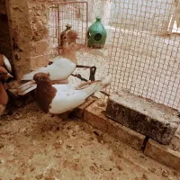 سینه سرخ و سینه زرد