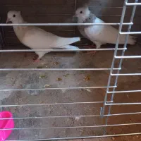 طوقی|پرنده|اشکذر, |دیوار