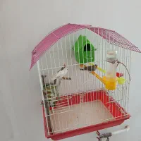 فنچ|پرنده|کوهدشت, |دیوار
