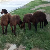 بره ماده قزل افشار|حیوانات مزرعه|سیمین شهر, |دیوار