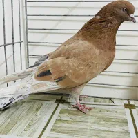 کبوتر سرور تهرنی|پرنده|قزوین, |دیوار