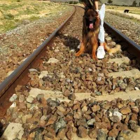 ۵قلاده ژرمن کینگ سایز