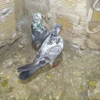 کبوتر|پرنده|مشگین شهر, |دیوار