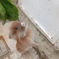 خرگوش خونگی|موش و خرگوش|ارومیه, |دیوار