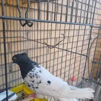 خوشرنگ ،کله سیاه نر