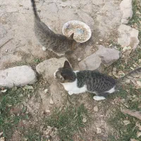 فروش گربه خانگی|گربه|آبکوه, |دیوار