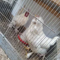 تخم مرغ نطفه دار