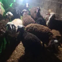 میش وبره|حیوانات مزرعه|کوهسار (البرز), |دیوار