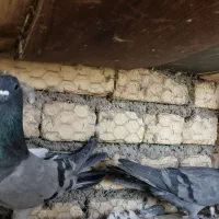 کبوتر دمگیر|پرنده|حبیب آباد, |دیوار