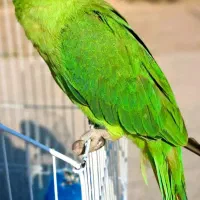 پرنده زینتی و فروش پرنده الان دارم فنچ قناری عروس