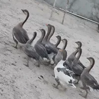 غاز و قوغاز