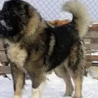 3 قلاده قفقازی