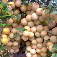 نهال آلو قطره طلا گلدانی( سبزوار نهال)|گل و گیاه طبیعی|سبزوار, کهنه آب|دیوار