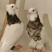 فروش طوقی درجه یک