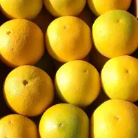 پرتقال ونارنگیات سال بعدکم بار نشه/ازالان آمادش کن