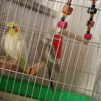 عروس هلندی