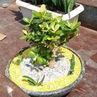 باغبان حرفه ای