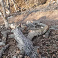 خریدچوب
