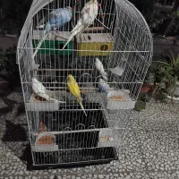 فروش قفس پرنده
