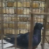 کبوترزیل دمسفیدماده|پرنده|دشتابی, |دیوار