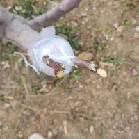 باغبانی و  هرس کاری|خدمات باغبانی و درختکاری|شهریار, شهریار|دیوار