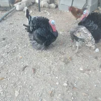 غاز|حیوانات مزرعه|یاسوج, |دیوار