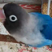 طوطی گمشده|حیوانات|تهران, شکوفه|دیوار