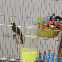 قناری جفت|پرنده|کرمان, |دیوار