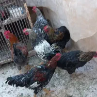 خروس