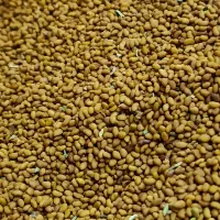 تخم (بذر)یونجه گلوان