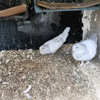 سینه ، کله الماسی