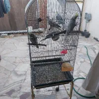 عروس هلندی با قفس کاسکو پایه دار