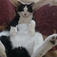 گربه خانگی رایگان