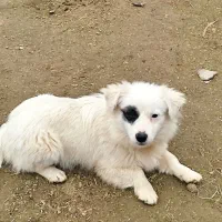 پامر|سگ|آق قلا, |دیوار