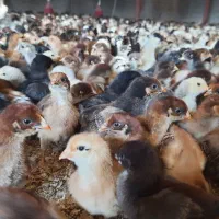 جوجه رنگی اردک محلی خروس  جوجه زینتی.مرغ|حیوانات مزرعه|شیراز, اصلاح‌نژاد|دیوار