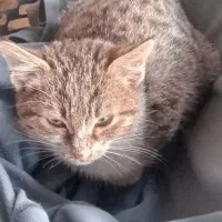 بچه گربه نر سه ماهه